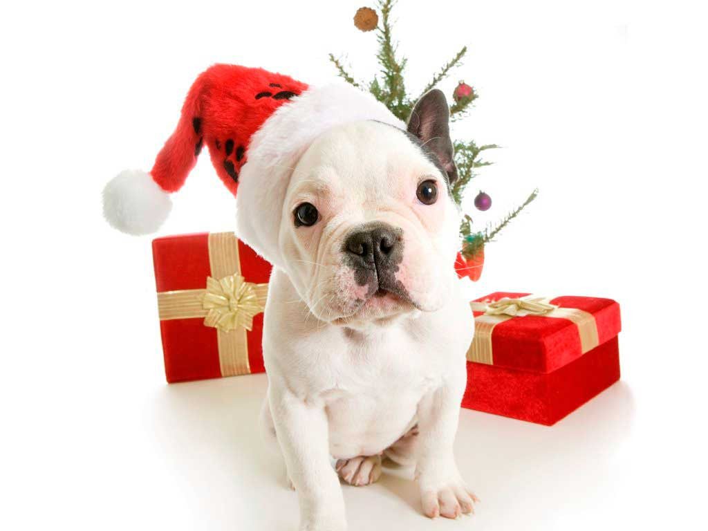Holiday Gift Guide: Perfect Gift For Your Pets