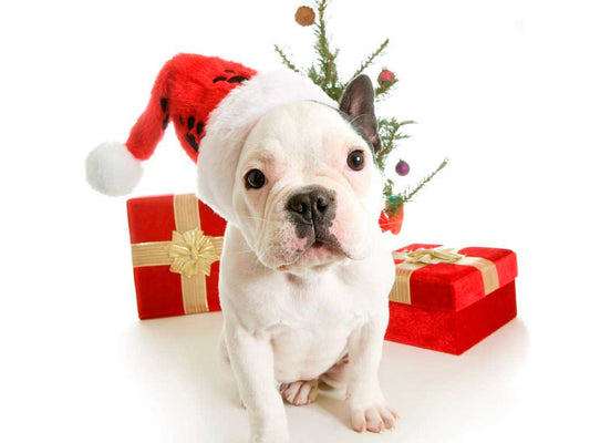 Holiday Gift Guide: Perfect Gift For Your Pets