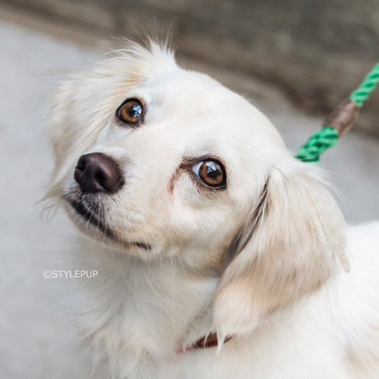 My Decision To Adopt